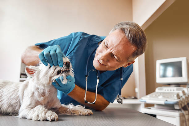  Como, WI Emergency Dentist Pros